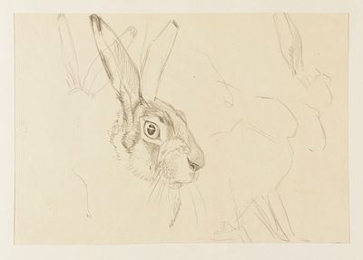 [Из коллекции П. Е. Корнилова] Горлов Д. В. Заяц-русак. Втор. пол. XX в. Бумага, карандаш. 