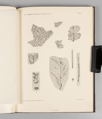 Сьюард А.Ч. Юрские растения из Амурского края. СПб., 1912. Сьюард А.Ч. Юрские растения из 