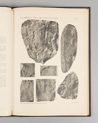 Залесский М.Д. О cordaites aequalis G&ouml;ppert sp. из Сибири о тождестве его с noeggerathiopsis 