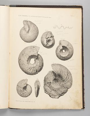 Соколов Д.Н. К аммонитовой фауне Печорской Юры. СПб., 1912. Соколов Д.Н. К аммонитовой фауне 