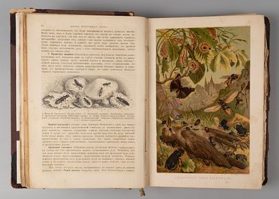 Брэм А.Э. Жизнь животных. Том 9. Насекомые. – Многоногие. – Паукообразные. СПб., 1895. Брэм 