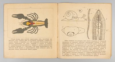 Андронов А.Ф. Живая работа из разноцветной бумаги. Выпуск 4. Зоология. М., 1916. Андронов А.Ф. 