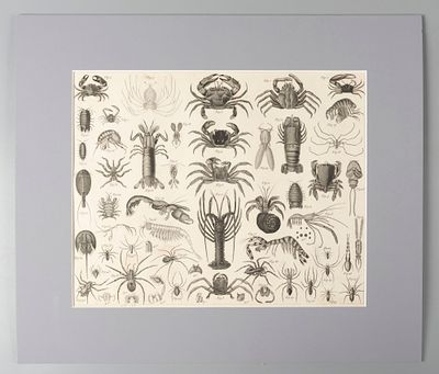 Членистоногие. 1840-е гг. Гравюра в паспарту. Размер 35х30 см. Размер окна 25х20 см. Из атласа. 