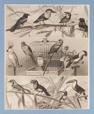 Птицы. 1840-е гг. Гравюра в паспарту. Размер 35х30 см. Размер окна 25х20 см. Из атласа. На нем. 