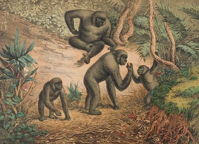 Обезьяны. Лист из издания Вагнер Г. "Рассказы из жизни животных". 1879. Бумага, литография 