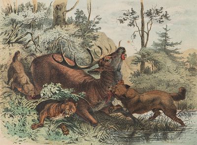 Охота на оленя. Лист из издания Вагнер Г. "Рассказы из жизни животных". 1879. Бумага 