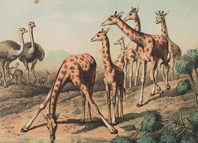 Жирафы на водопое. Лист из издания Вагнер Г. "Рассказы из жизни животных". 1879. Бумага 