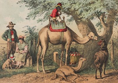 Обезьяна на верблюде. Лист из издания Вагнер Г. "Рассказы из жизни животных". 1879. Бумага 