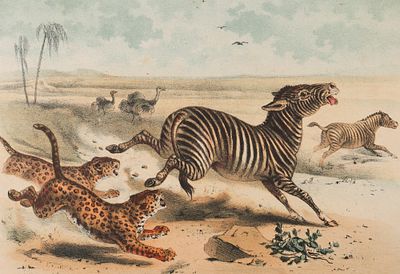 Охота леопардов на зебр. Лист из издания Вагнер Г. "Рассказы из жизни животных". 1879. Бумага 