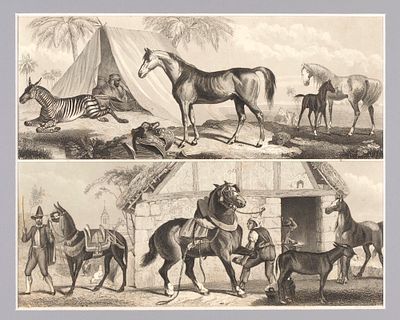 Лошади. 1840-е гг. Гравюра в паспарту. Размер 30х35 см. Размер окна 20х25 см. Из атласа. На 