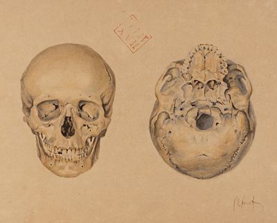 Алехин М. В. Рисунок по анатомии. 1883-1885 гг. Альбом-папка. 64 л. Условно хорошее состояние 