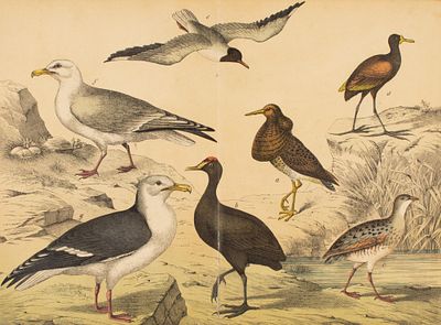 Водоплавающие и морские птицы. Иллюстрация из «Естественная история царства животных» Г. Г.