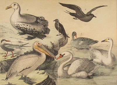 Водоплавающие и болотные птицы. Иллюстрация из «Естественная история царства животных» Г. Г.