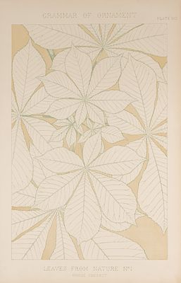 Природный орнамент. Конский каштан. Leaves from nature № 1. Цветная литография. London, 1856. Пр 