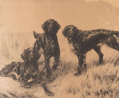 Три сеттера. Фотогравюра с картина Т. Блинкса. Рубеж XIX - XX вв. Размер 49х59 см. Условно 