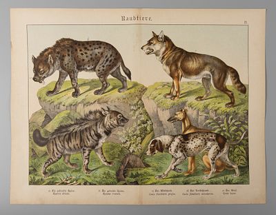 Хищники. Собаки. Иллюстрация из "Естественной истории в картинах" Г. Г. Шуберта. Вторая 