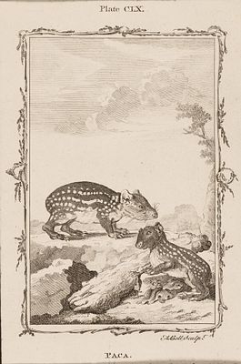 Белл Э. (гравер) Паки. Иллюстрация CLX к "Естественной истории" графа де Бюффона. 1790-е гг. 