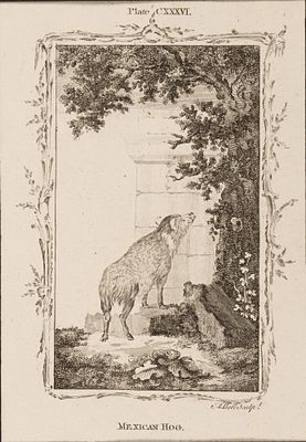 Белл Э. (гравер) Мексиканский пекари. Иллюстрация CXXXVI к "Естественной истории" графа де 