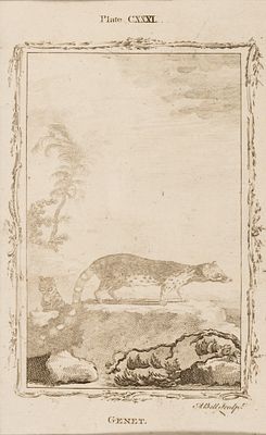 Белл Э. (гравер) Генета. Иллюстрация CXXXL к "Естественной истории" графа де Бюффона. 1790-е 