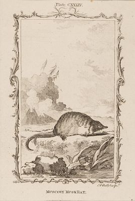 Белл Э. (гравер) Ондатра, или мускусная крыса. Иллюстрация CXXXIV к "Естественной истории" 