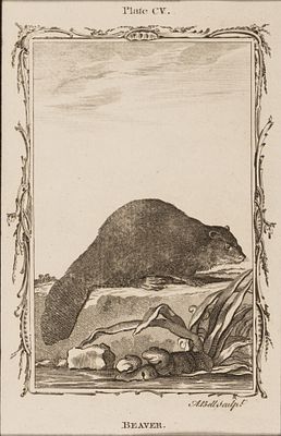 Белл Э. (гравер) Бобер. Иллюстрация CV к "Естественной истории" графа де Бюффона. 1790-е гг. 