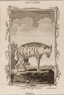 Белл Э. (гравер) Гиена. Иллюстрация CXXVIII к "Естественной истории" графа де Бюффона. 1790-е 