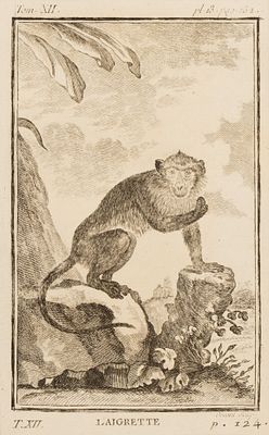 Макак-крабоед, или яванский макак, он же длиннохвостый макак. Иллюстрация к XII тому 