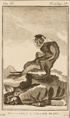 Беловоротничковый мангобей, он же красноголовый мангобей. Иллюстрация к XII тому "Естественной 
