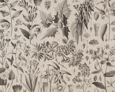 Растения. 1840-е гг. Гравюра в паспарту. Размер 35х30 см. Размер окна 25х20 см. Из атласа. На 