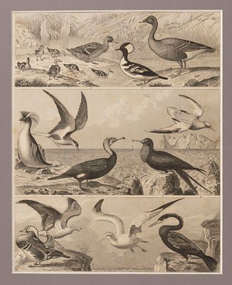 Птицы. 1840-е гг. Гравюра в паспарту. Размер 35х30 см. Размер окна 25х20 см. Из атласа. На нем. 