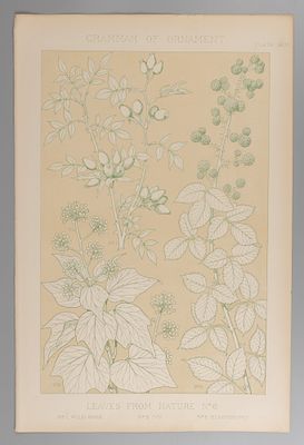 Природный орнамент. Leaves from nature № 6. Дикая роза. Плющ. Ежевика. Цветная литография. 