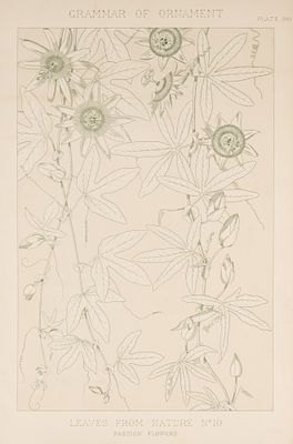 Природный орнамент. Страстоцвет. Leaves from nature № 10. Цветная литография. London, 1856. Прир 