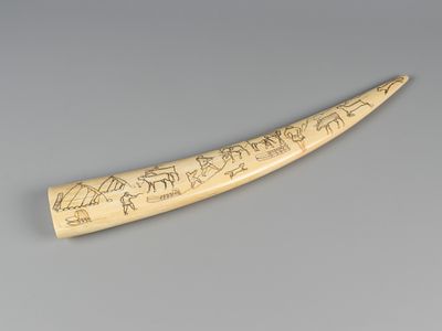 Клык моржа с сюжетной резьбой. Уэлен. Чукотка, 1960-е. Тонировки. Длина 47 см. Общие 