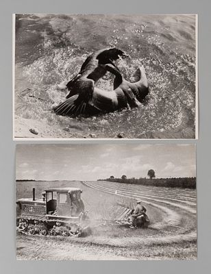 Пресс-фото. Фотограф В. Степанов &laquo;96-я весна в московском зоопарке. Гусиный вальс на воде&raquo; и 