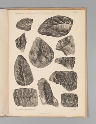 Залесский М.Д. О тождестве Neuropteris ovata Hoffman и Neurocallipteris gleichenioides Sterzel. 