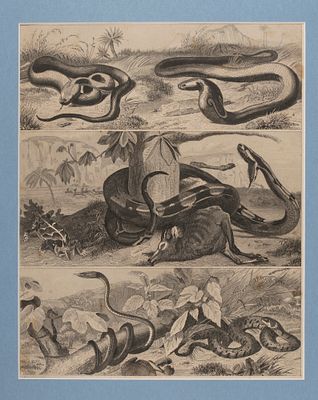 Змеи. 1840-е гг. Гравюра в паспарту. Размер 35х30 см. Размер окна 25х20 см. Из атласа. На нем. 