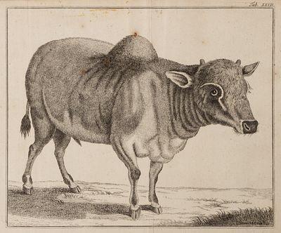 Горбатый зебу. Середина XIX века. Бумага верже, офорт. Размер листа 20х26 см. Условно хорошее 