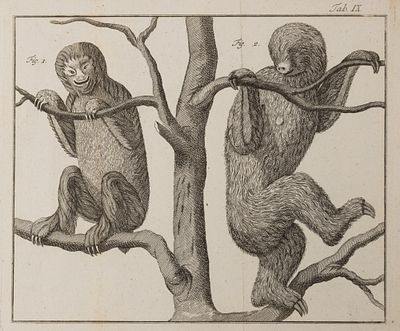 Ленивцы. Середина XIX века. Бумага верже, офорт. Размер листа 19,5х22 см. Хорошее состояние. 