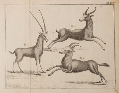 Газели. Середина XIX века. Бумага верже, офорт. Размер листа 20х27 см. Хорошее состояние. 