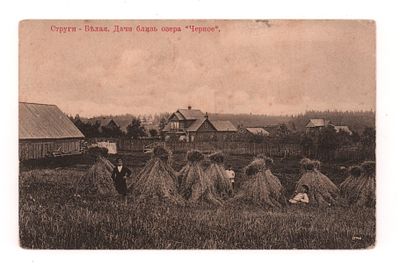 Струги-Белые. Дачи близ озера "Черное". Открытка. Начало ХХ в. Издание К. Лазгина. Открыточный 