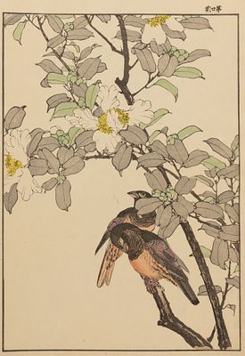 Имао Кейнен. Птицы на ветках с белыми цветами. Листы из "Альбома птиц и цветов Кейнена". 1890-е 