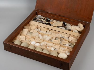 Коллекция. Яйца диких птиц, ракушки и окаменелости. Сер ХХ в. Деревянная коробка. Размер 