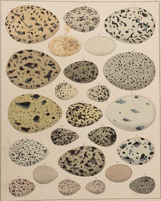 Коллекция яиц. Иллюстрация из книги Лоренца Окена &laquo;Всеобщая естественная история для всех 