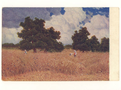 Худ. И. Ф. Шультце. Дубы в хлебах. Цветная открытка. Начало ХХ в. 4563 Любанское общество 