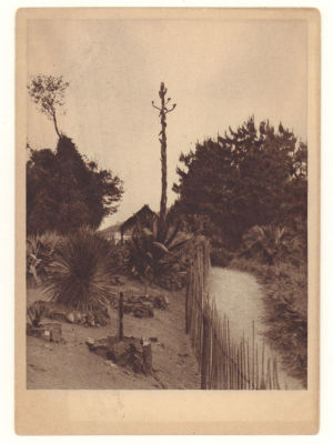 Кавказ. Батум. №16. Ботанический сад. Цветущая агава в Мексиканском отделе. Довоенная открытка. 