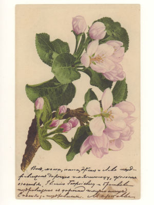 Цветы яблони. Цветная открытка. Начало ХХ в. 4721 Farbenlichtdruck Martin Rommel &amp; Co. 