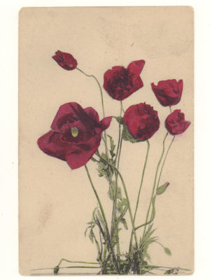 Цветы маки. Цветная открытка. Начало ХХ в. 4723 A.B.D. Serie 965. Размеры 9,0х13,8 см. Уголок 