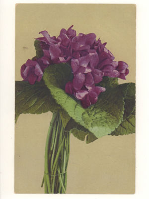 Цветы фиалки. Цветная открытка. Швейцария. Начало ХХ в. 4724 NLC. Serie 218. Размеры 8,8х13,8 