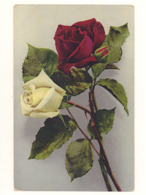 Цветы розы. Цветная открытка. Швейцария. Начало ХХ в. 4725 B. Serie С, №14. Размеры 9,0х13,9 