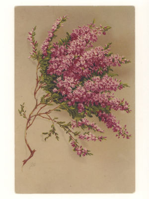 Цветы вереска. Цветная открытка. Германия. Начало ХХ в. 4726 Meissner &amp; Buch, Leipzig 